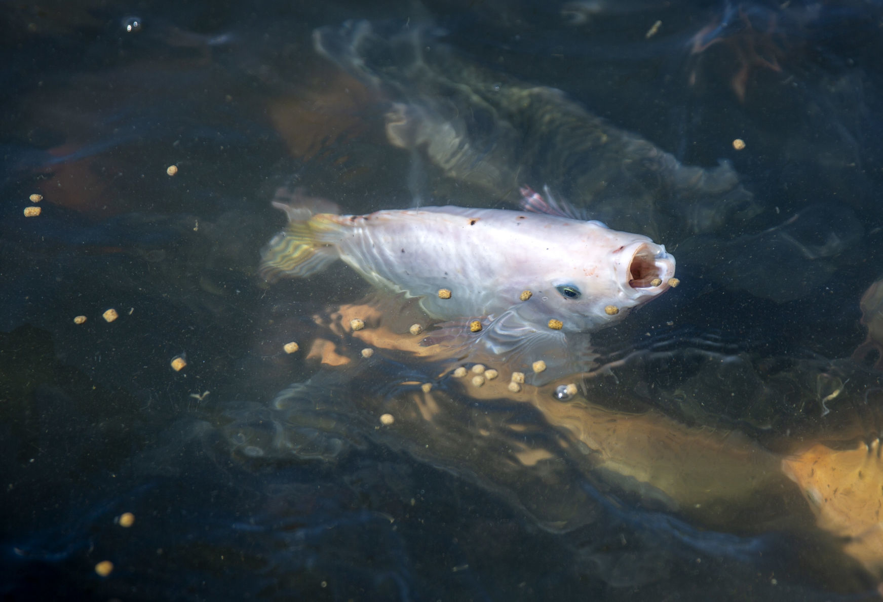 Aquaculture industry takes a hit with coronavirus closures